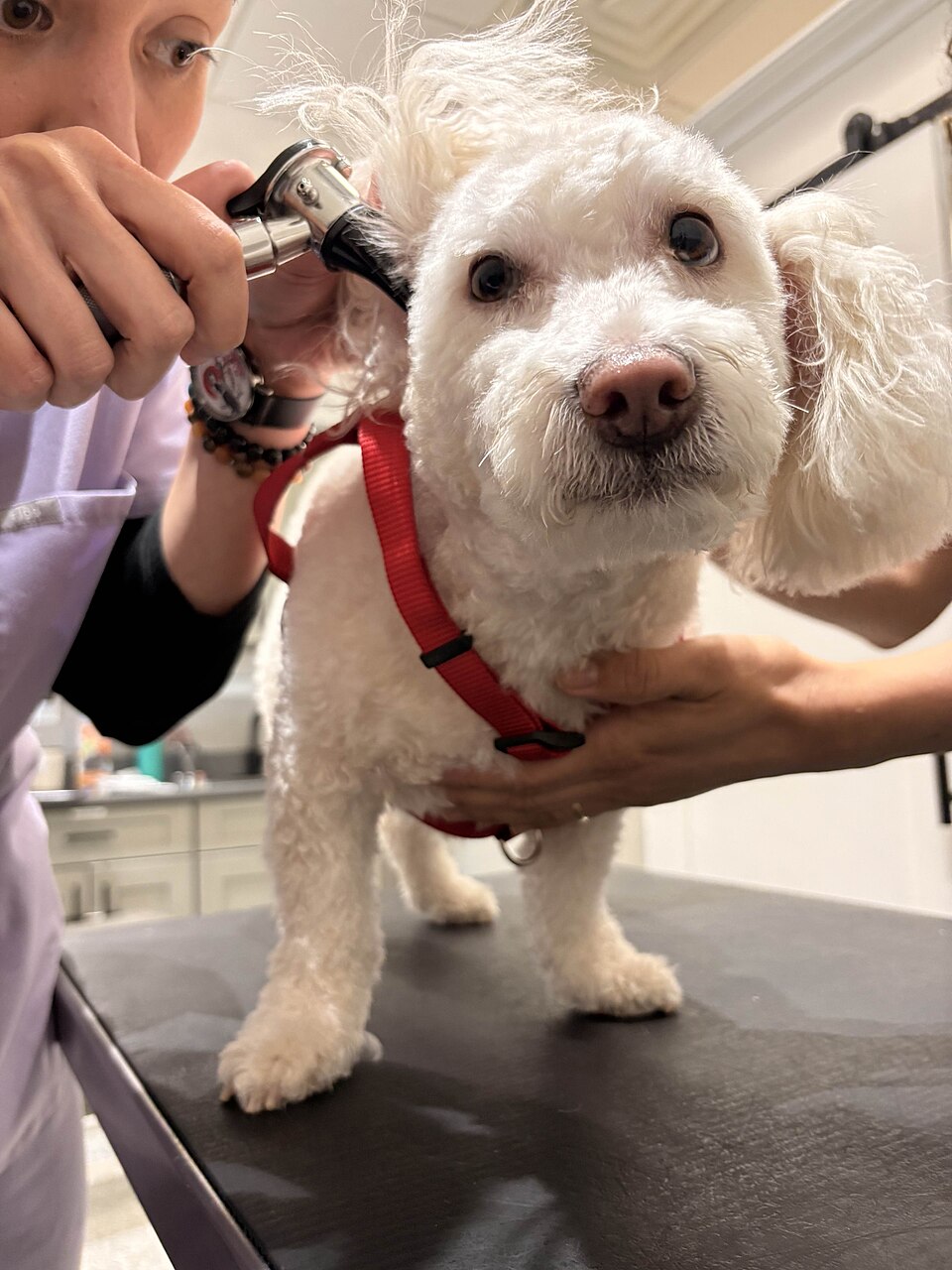 Veterinaria revisando el oído de un perro blanco sobre la mesa de examen
